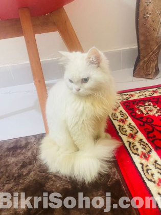 Persian Cat for Sale